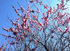 ume0229.jpg