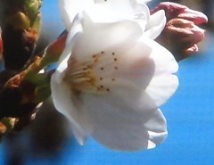 hana2130312.JPG