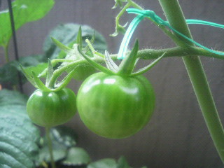 20100616tomato.jpg