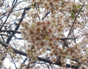 sakura150113