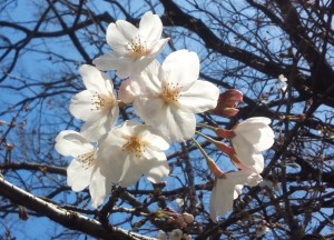 桜150323