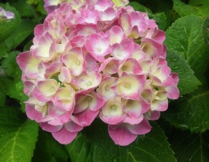 201505181131