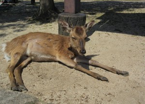 sika0502