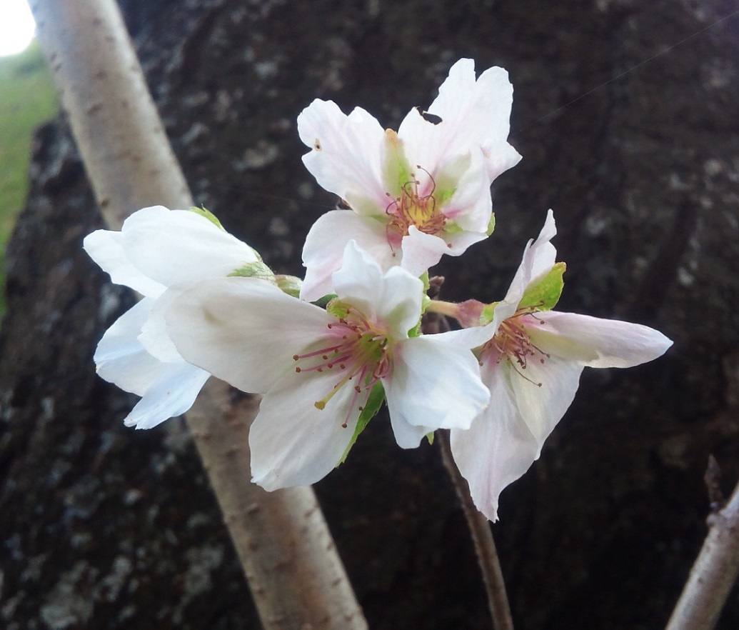 桜も凍えそうな 空色日記