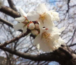sakura0314
