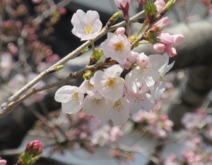 sakura0321
