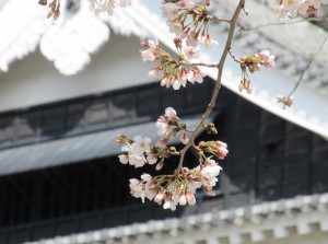 sakura03222