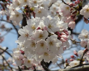 sakura0328