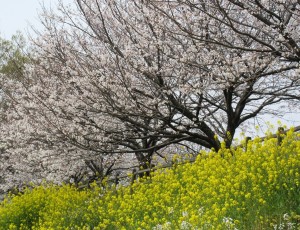 sakura0329