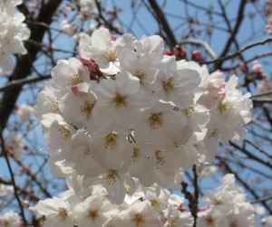 sakura03292
