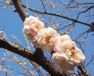 201603031502