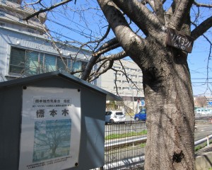 標本木