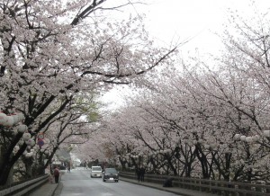 sakura2