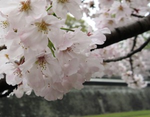 sakura7