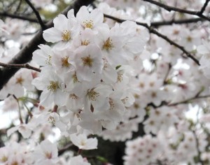 sakura9