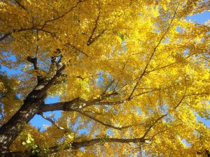 季節進む 秋らしい週末に 空色日記