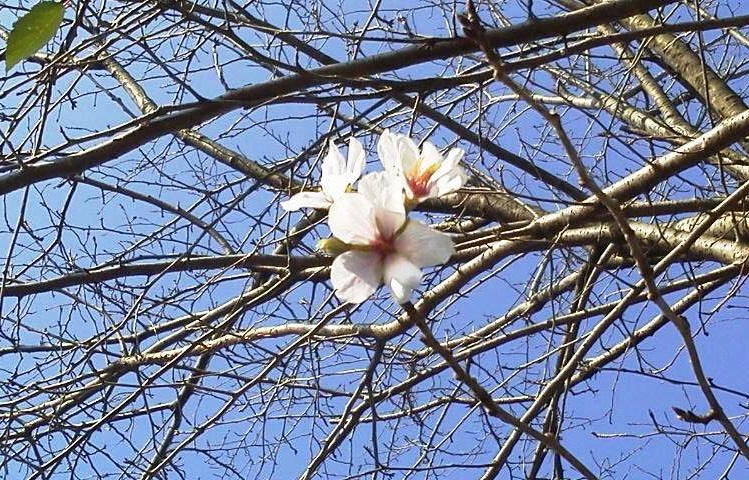 季節はずれの桜 空色日記