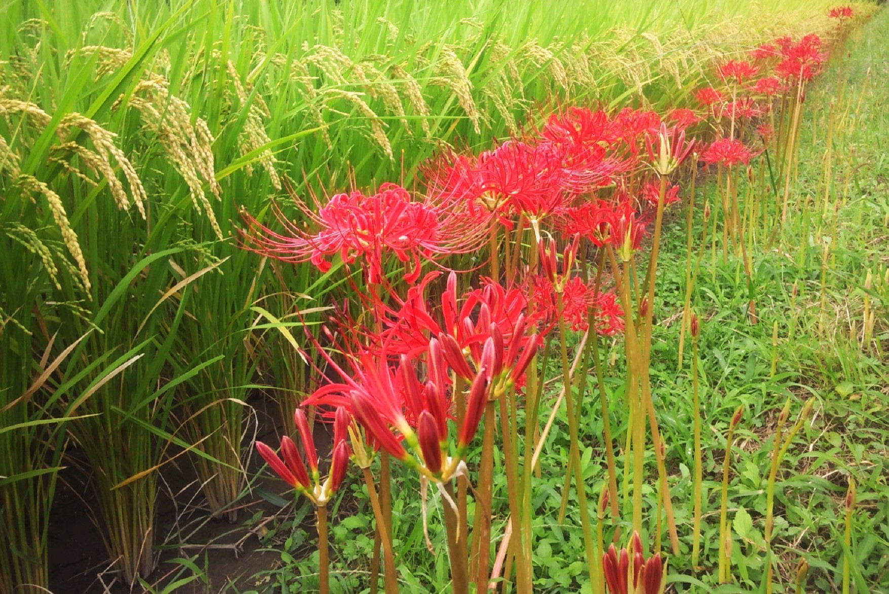 彼岸の入り 秋の雨はひんやり 空色日記