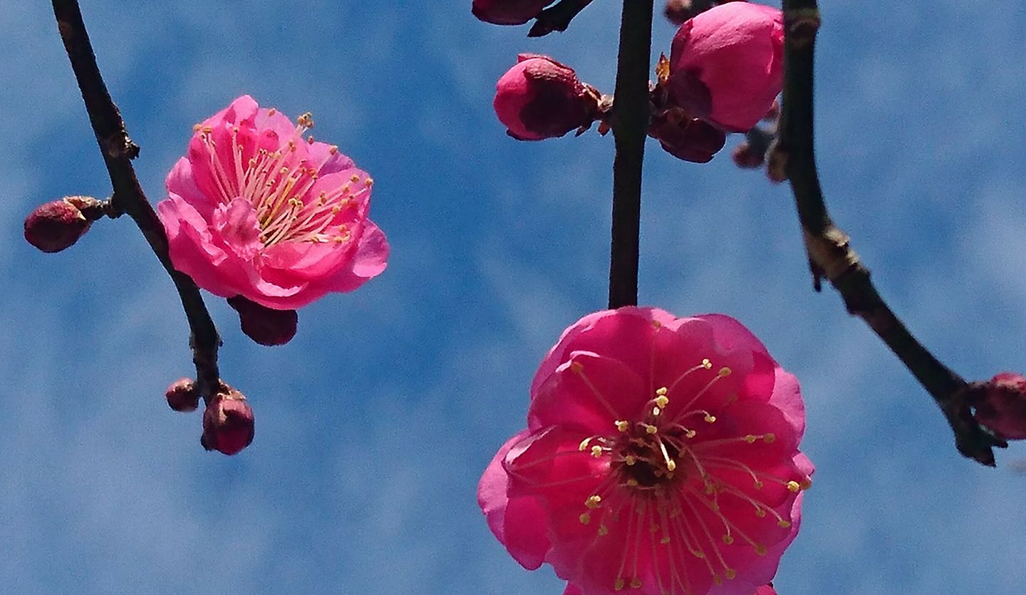 早くも 梅の花咲き始める 空色日記