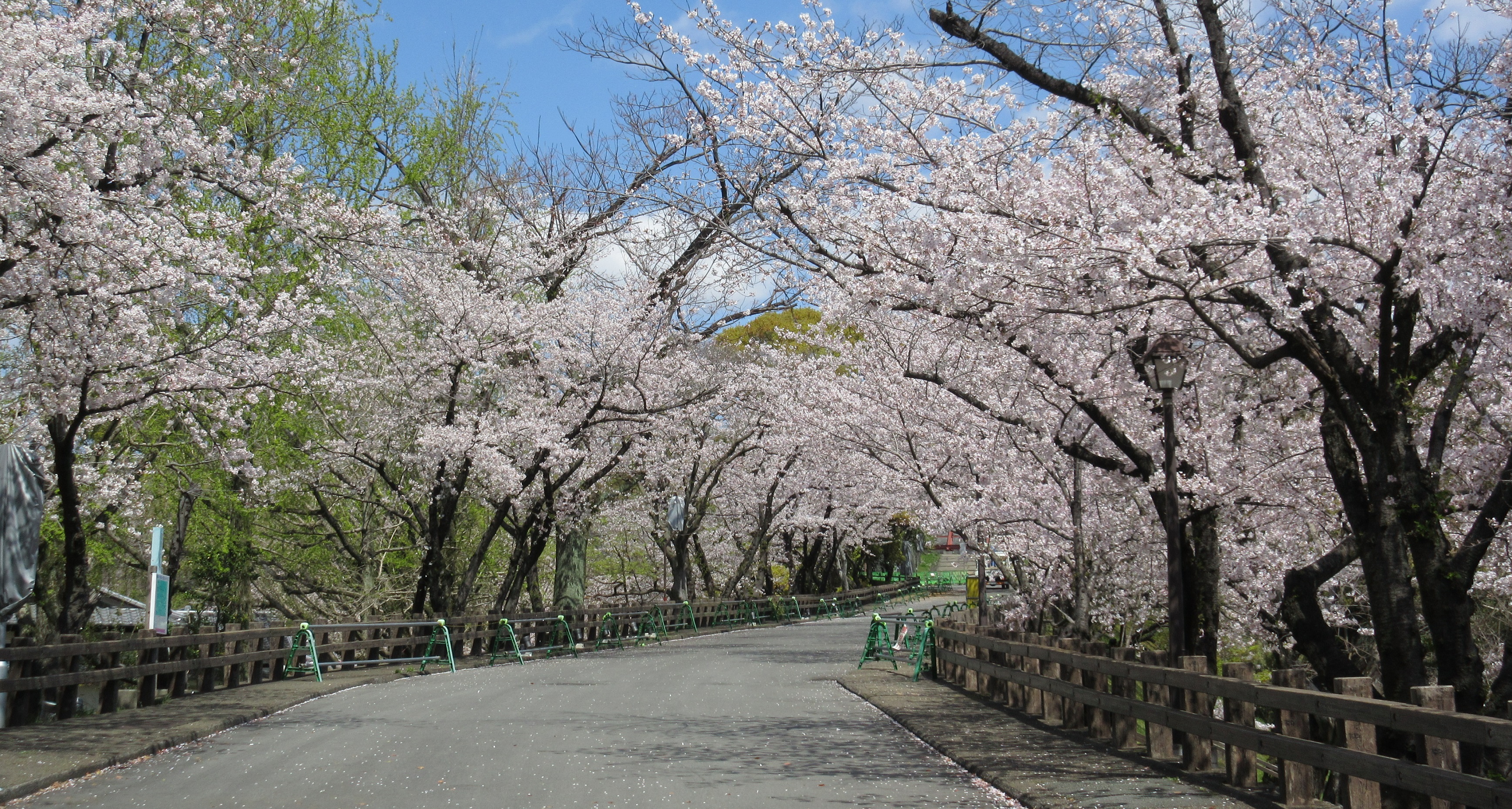 熊本城で桜満開 空色日記