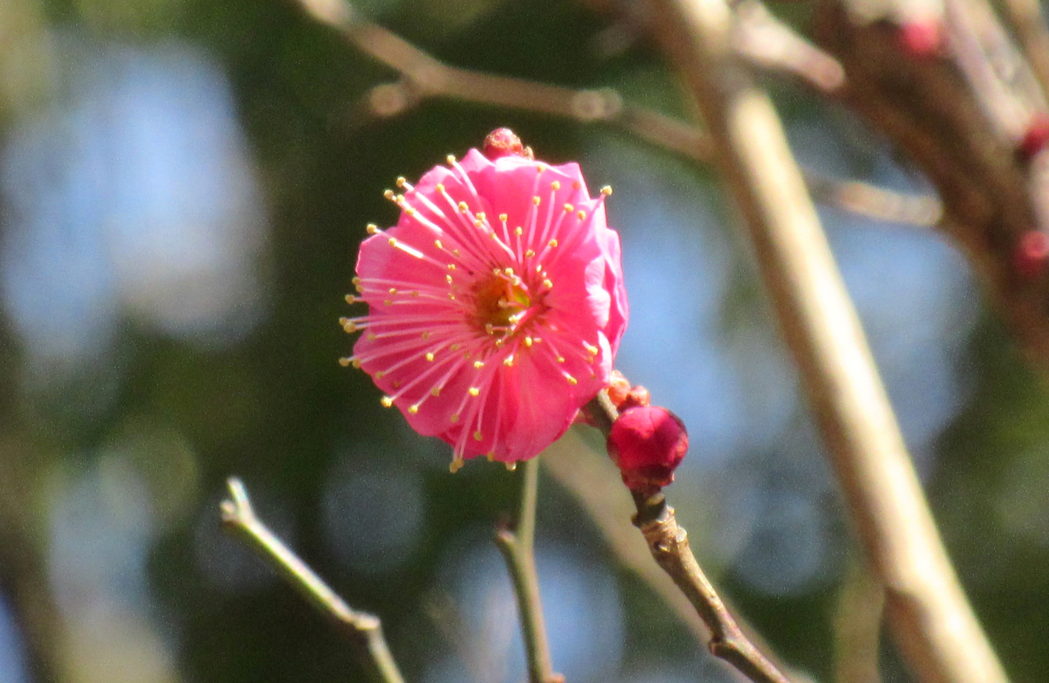 梅の花咲く 明日から雨続く 空色日記