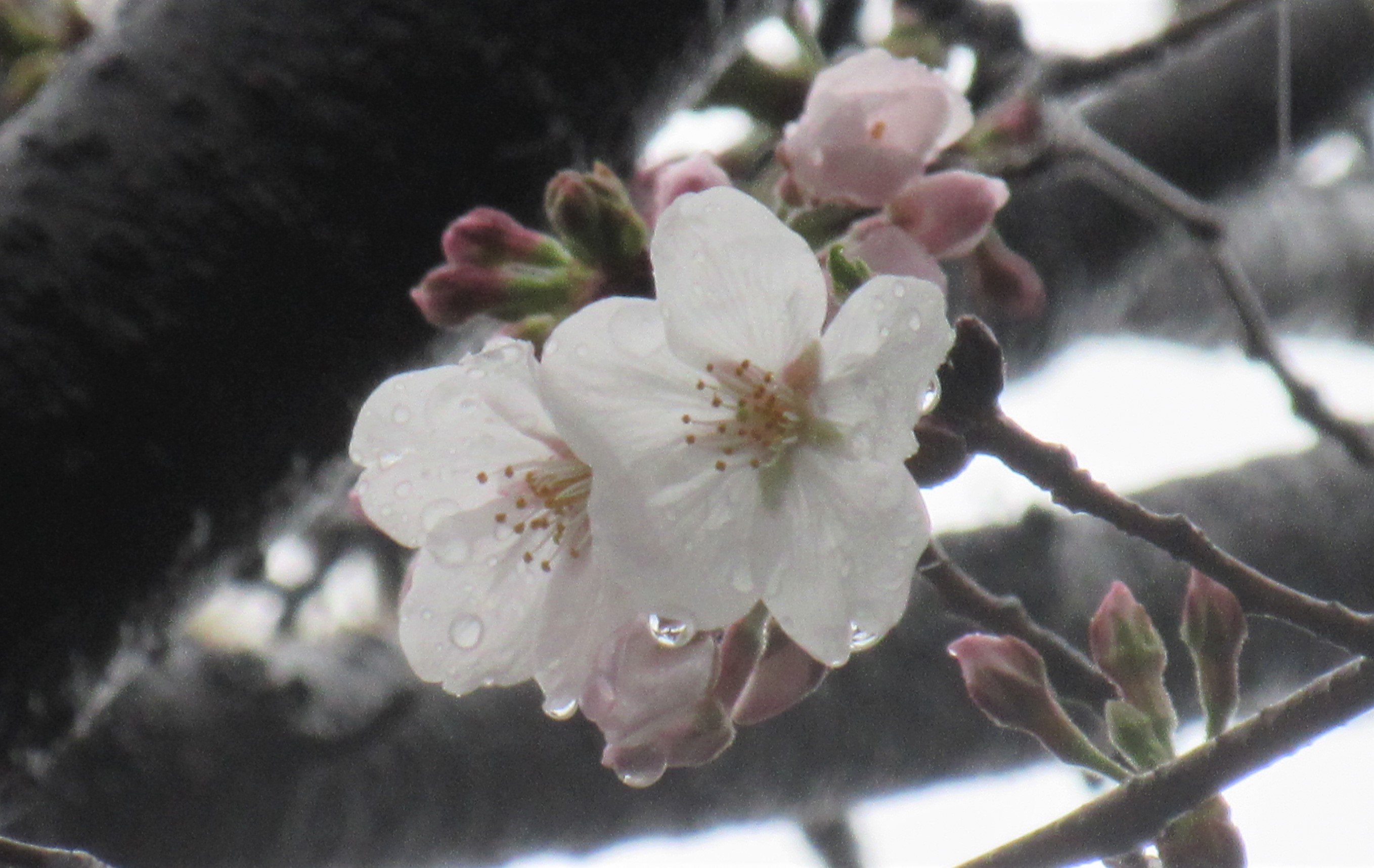 桜雨…花の雨に | 空色日記
