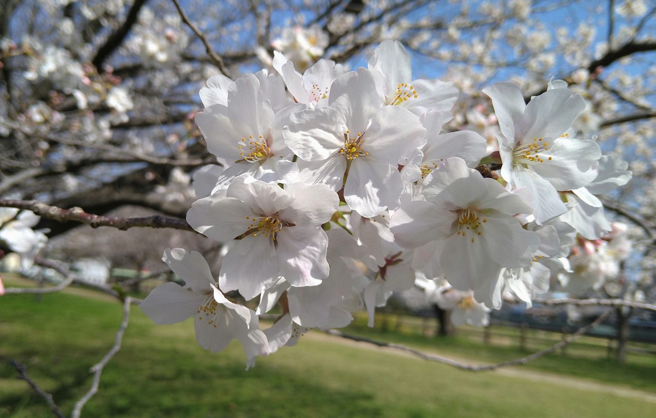 夏日近い 桜の花も咲き進む 空色日記