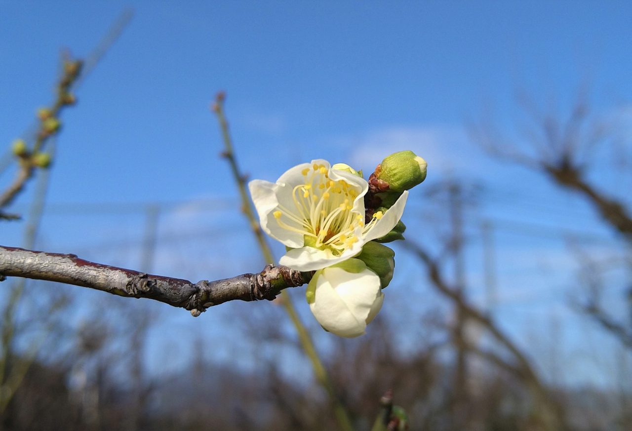 少し春の気配…梅の花咲く！ | 空色日記