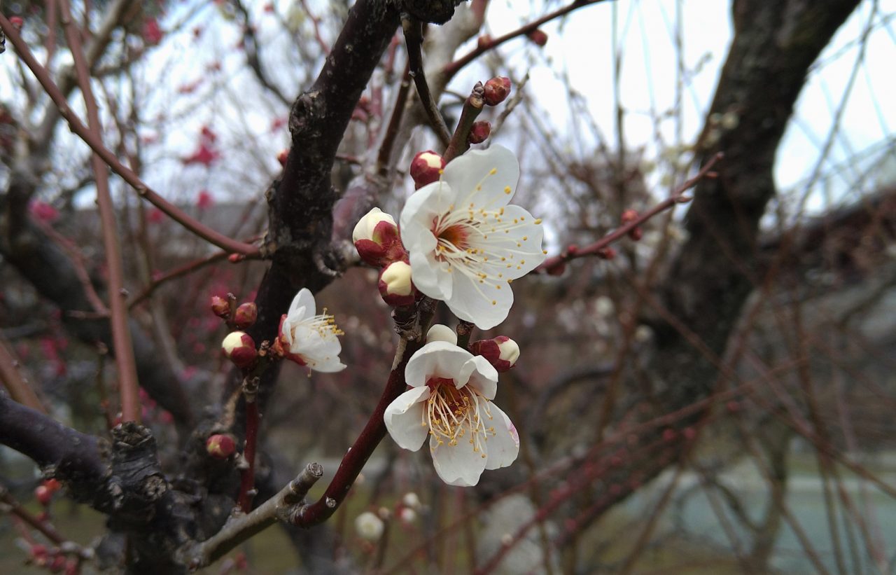 熊本で梅の開花発表 平年より遅く 空色日記