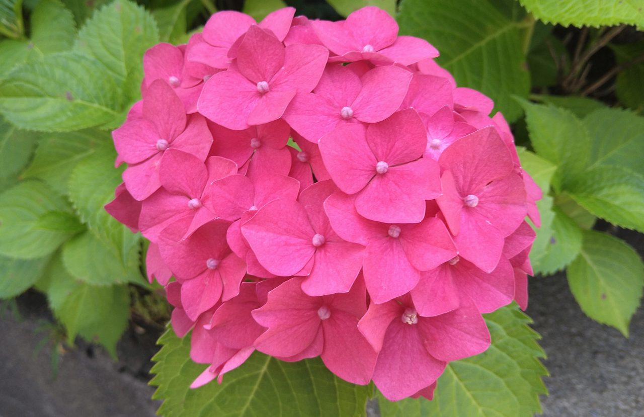 強い日差しのもと あじさい開花 空色日記